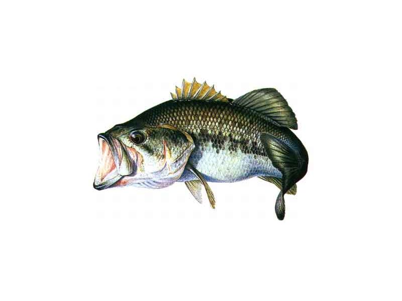 Pescar el Black-Bass