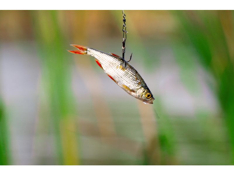 Dónde Pescar En México? - Cabo Vip