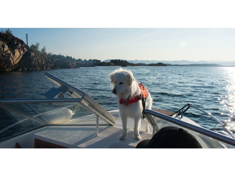 ¿Cuál es el mejor chaleco salvavidas para perros?