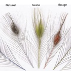 JMC Natural Deburred Peacock Eye Quill