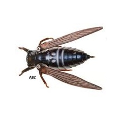 señuelo Jackson Namazemi