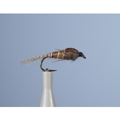 Ninfa de la mosca JMC Bm 15 H14