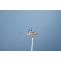 Hueso JMC 10 H6 Mosca de mar Carnívora de mar Hueso JMC 10 H6