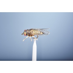 JMC Ground Fly Cicada H6