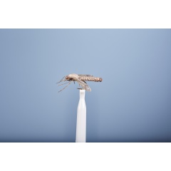 Mosca terrestre JMC Cousin 20 H10