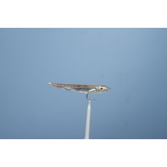 JMC Streamer Sea Fly Gummy 1 H 6