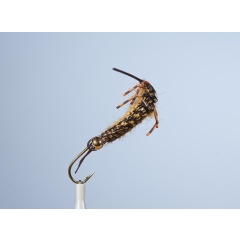 Ninfa de la mosca JMC Ny 25 H6