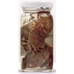 Cebo natural en lata Grauvell Cangrejos