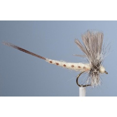 JMC Mosca seca efímera JMC 11 de mayo H10