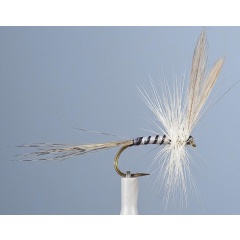 JMC Mosca seca efímera JMC 5 de mayo H10