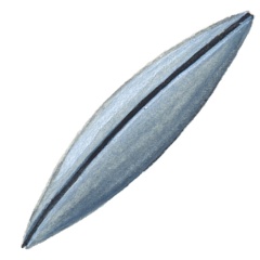 Las aceitunas partidas largas..