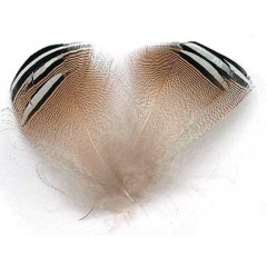 Plumas JMC Pato de madera