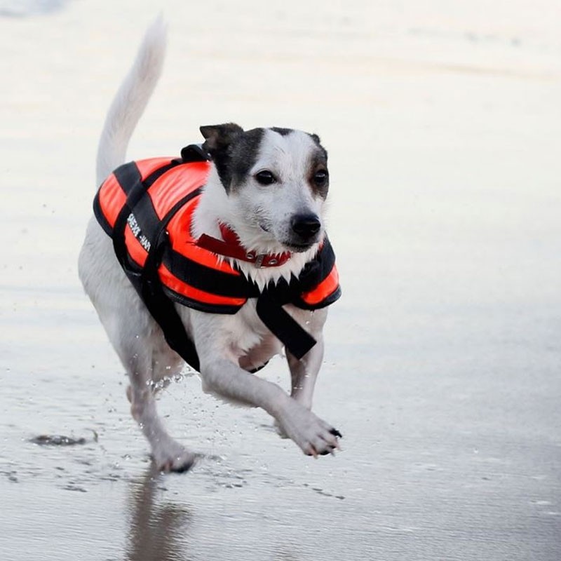 chaleco salvavidas perro Aquarius