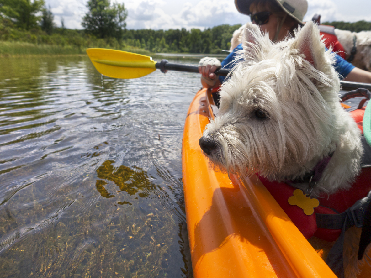 Perro en kayak con chaleco salvavidas