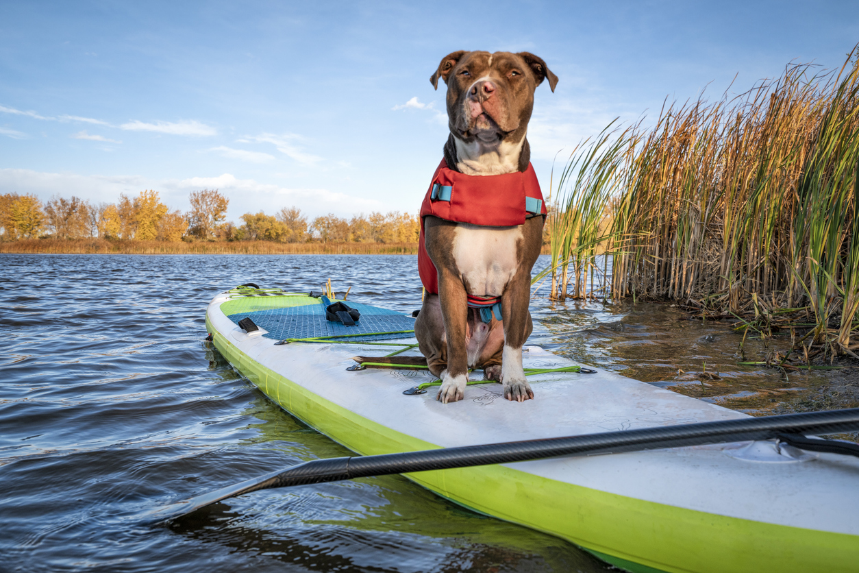 Perro con chaleco en paddle surf