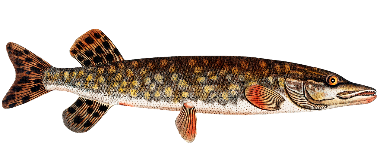 Pescar lucio Dibujo de lucio