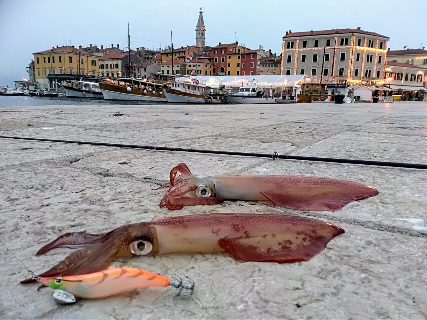 calamar turlutte calamar potera