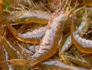 cebo pesca kayak de mar