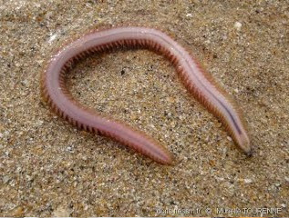 cebo pesca kayak mar