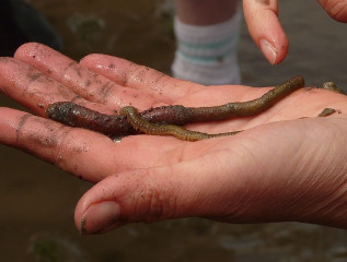 cebo pesca kayak de mar