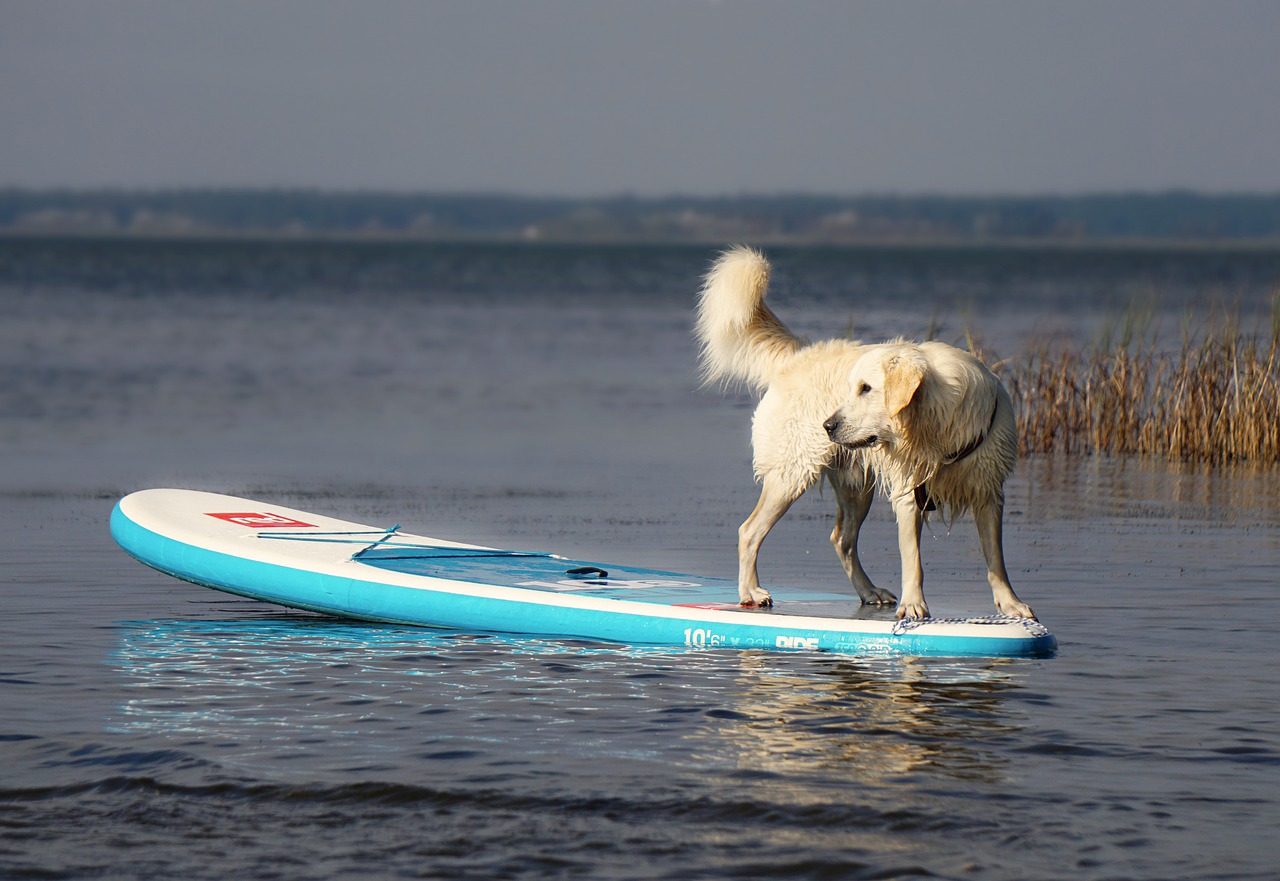 paddle surf con perro practicar Sup dog