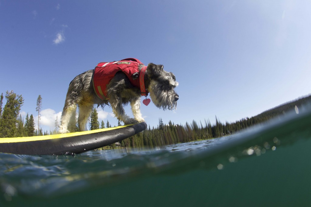 stand up paddle con perro