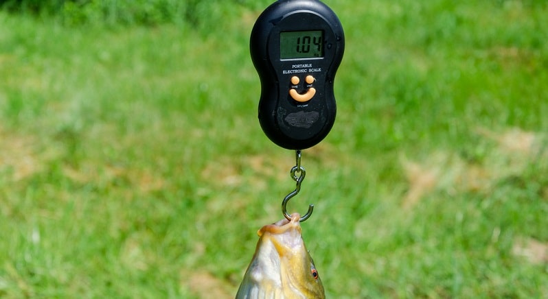 Báscula pesca de pesca báscula pesca de pesca