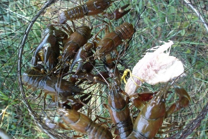 escamas de cangrejo de río escamas de cangrejo de río