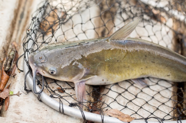 canne silure canne silure