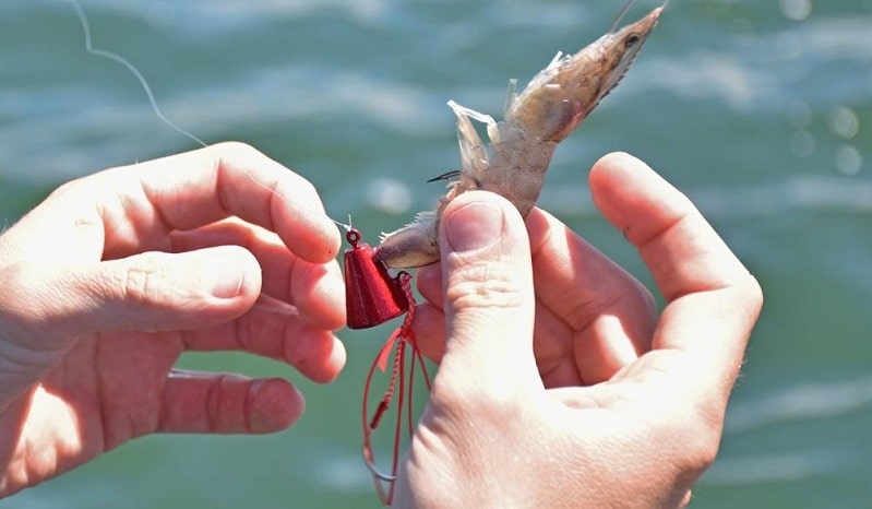 pesca de tenya Tenya pesca