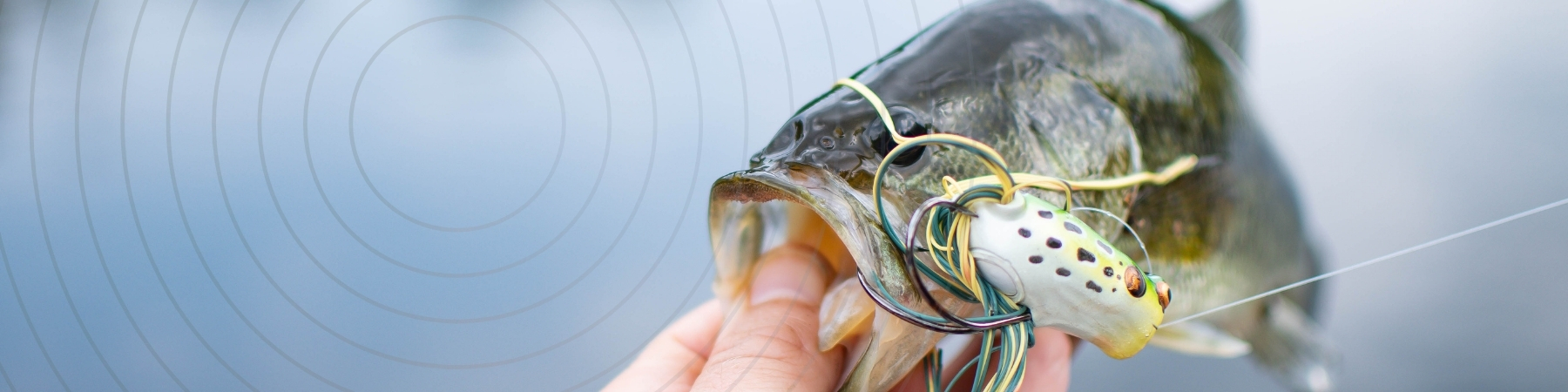 carrete para depredadores