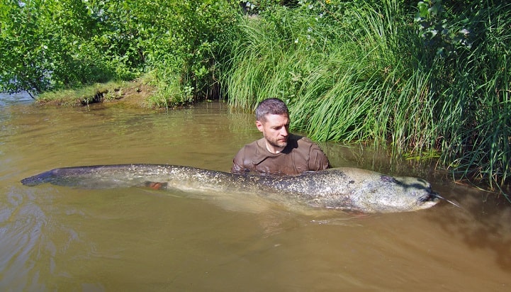 pesca siluro pesca siluro