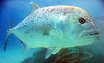 pesca ex&oacute;tica